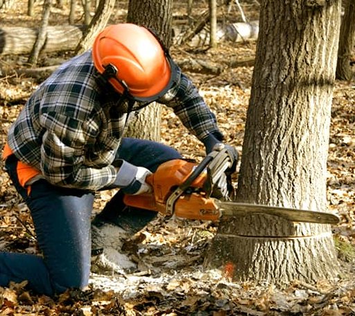 Tree Removal in Santa Fe, TN